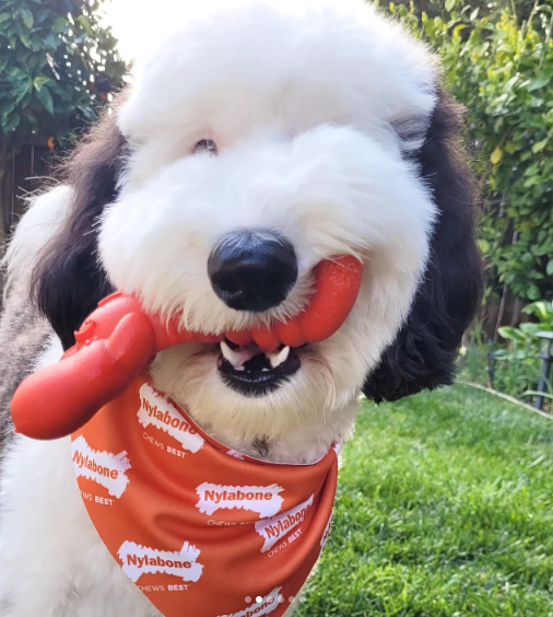 ¡De comiquita! Este perro es viral por su gran parecido con Snoopy ¡De comiquita! Este perro es viral por su gran parecido con Snoopy