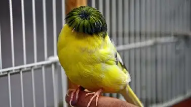 Gloster corona: un canario con mucho estilo Gloster corona: un canario con mucho estilo