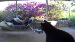 Hombre es sorprendido por un oso mientras descansaba en su patio