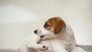 Remedios caseros para eliminar las pulgas de los perros y de tu hogar