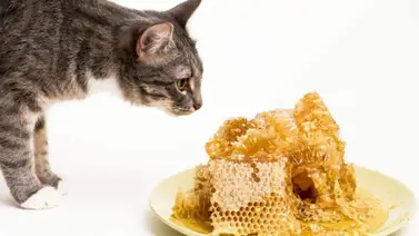 La miel ¿Su consumo es bueno o malo para los gatos? La miel ¿Su consumo es bueno o malo para los gatos?