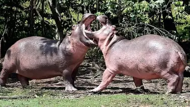 Colombia estudia “caza de control” para manejar hipopótamos de Pablo Escobar Colombia estudia “caza de control” para manejar hipopótamos de Pablo Escobar