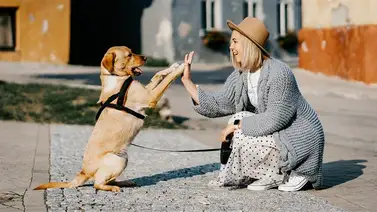 Animales de compañía compatibles con cada signo Animales de compañía compatibles con cada signo