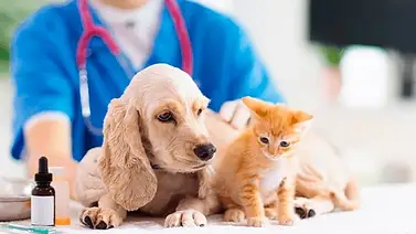 ¿Perros o gatos? Evolucionan las preferencias de los dueños de mascotas ¿Perros o gatos? Evolucionan las preferencias de los dueños de mascotas