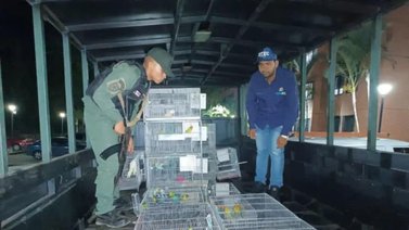 Caracas | Cicpc incauta 89 aves exóticas en cautiverio