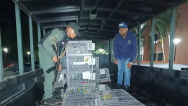 Caracas | Cicpc incauta 89 aves exóticas en cautiverio