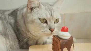 ¿Pueden comer dulces los gatos? ¡Entérate! ¿Pueden comer dulces los gatos? ¡Entérate!
