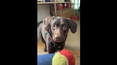 Conoce la historia de Coco, un perrito tratado posiblemente por alcoholismo