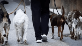 Canadá busca "cuidadores de perros" (+Sueldo y requisitos)