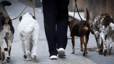 Canadá busca "cuidadores de perros" (+Sueldo y requisitos)