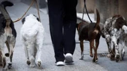 Canadá busca "cuidadores de perros" (+Sueldo y requisitos)