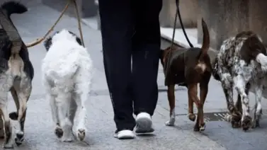 Canadá busca "cuidadores de perros" (+Sueldo y requisitos) Canadá busca "cuidadores de perros" (+Sueldo y requisitos)