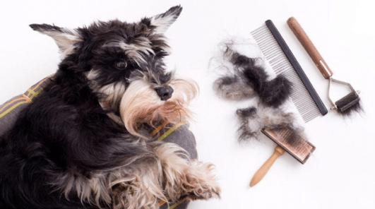 Canadá busca "cuidadores de perros" (+Sueldo y requisitos) Canadá busca "cuidadores de perros" (+Sueldo y requisitos)