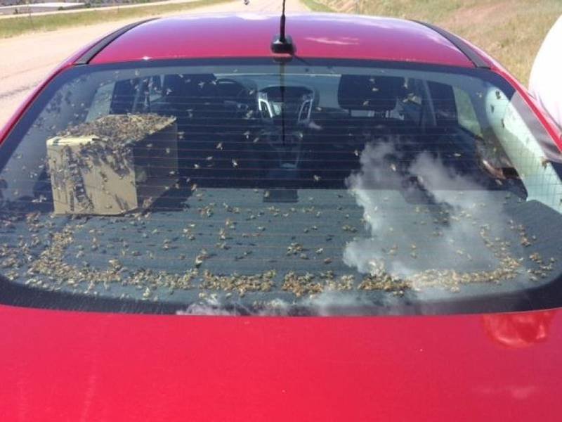 ¡Dulce como la miel! Este hombre causa sensación al conducir en China
