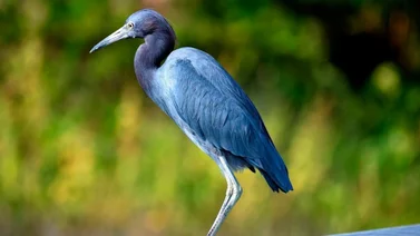 ¡Cruel! Hombre acuchilló a una garza azul en costas de Florida