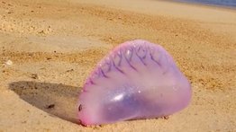 Alertan presencia de medusas venenosas en playas de Falcón y Aragua (+Detalles)