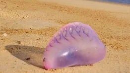 Alertan presencia de medusas venenosas en playas de Falcón y Aragua (+Detalles)