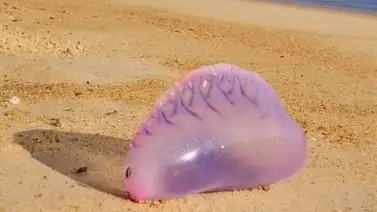 Alertan presencia de medusas venenosas en playas de Falcón y Aragua (+Detalles) Alertan presencia de medusas venenosas en playas de Falcón y Aragua (+Detalles)