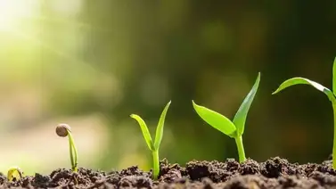 Científicos afirman que las plantas "hablan" en ciertas condiciones Científicos afirman que las plantas "hablan" en ciertas condiciones