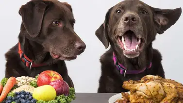 Tips para hacer comidas caseras y balanceadas para las mascotas Tips para hacer comidas caseras y balanceadas para las mascotas