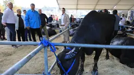 ¡Millones de litros! Conozca la cantidad de leche vacuna que se produce en el estado Trujillo