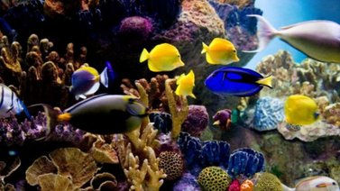 Garantiza la supervivencia de los peces por más tiempo