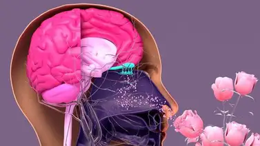 Así responde el organismo a los diferentes aromas Así responde el organismo a los diferentes aromas