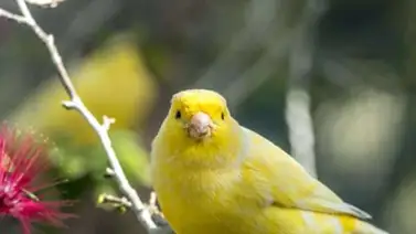 ¿Cuántas clases de canarios conoces? ¿Cuántas clases de canarios conoces?