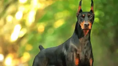 Riesgos de cortar las orejas y la cola al perro Riesgos de cortar las orejas y la cola al perro