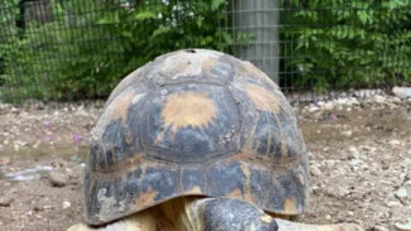 Una tortuga de 90 años, en peligro de extinción, se convierte en padre