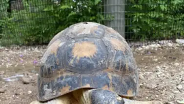 Una tortuga de 90 años, en peligro de extinción, se convierte en padre Una tortuga de 90 años, en peligro de extinción, se convierte en padre