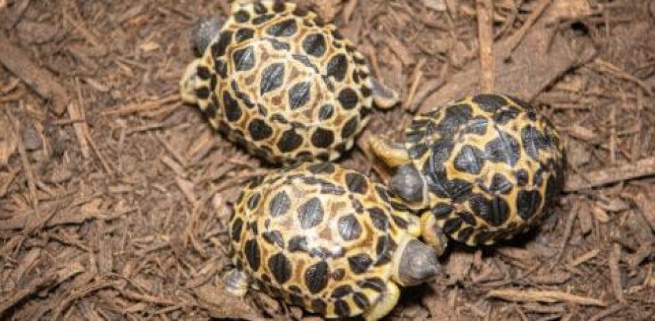 Una tortuga de 90 años, en peligro de extinción, se convierte en padre Una tortuga de 90 años, en peligro de extinción, se convierte en padre