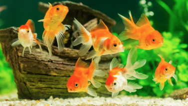 ¿Quieres una pecera? Entérate todo sobre los peces
