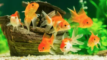 ¿Quieres una pecera? Entérate todo sobre los peces ¿Quieres una pecera? Entérate todo sobre los peces