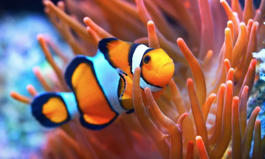 ¿Quieres una pecera? Entérate todo sobre los peces