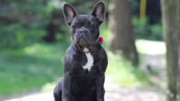 Estas son las razas de perro más populares del mundo