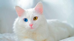 Razas más puras y caras de gatos que existen