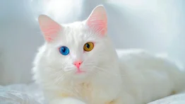 Razas más puras y caras de gatos que existen