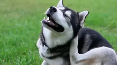 Alergias caninas: todo lo que debes saber Alergias caninas: todo lo que debes saber