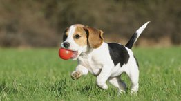 ¿Tus mascotas andan todas "amuñuñadas" en casa? Esta es la recomendación de los expertos