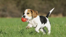 ¿Tus mascotas andan todas "amuñuñadas" en casa? Esta es la recomendación de los expertos