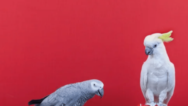 ¿Quieres que tu loro hable? Aquí te enseñamos cómo