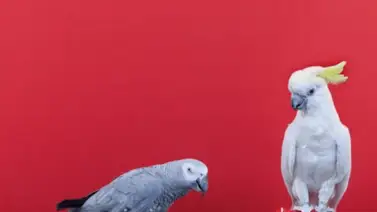 ¿Quieres que tu loro hable? Aquí te enseñamos cómo ¿Quieres que tu loro hable? Aquí te enseñamos cómo