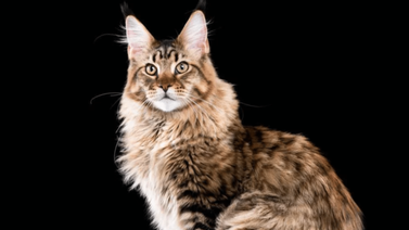 Curiosidades de los felinos domésticos