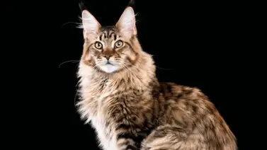 Curiosidades de los felinos domésticos Curiosidades de los felinos domésticos