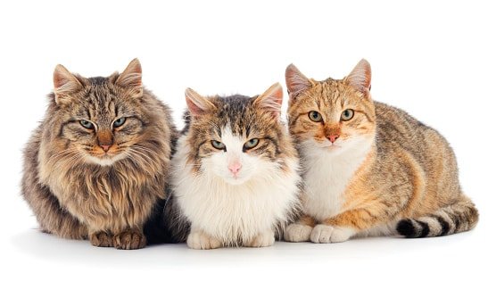 Curiosidades de los felinos domésticos Curiosidades de los felinos domésticos