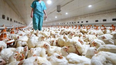 ¡Alerta en Uruguay! Detectan los primeros casos de esta enfermedad