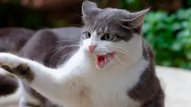 La agresividad en los gatos ¿es natural o aprendida? La agresividad en los gatos ¿es natural o aprendida?