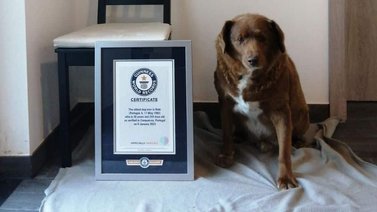 El mundo canino está de fiesta gracias a Bobi