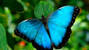 Mariposas: conoce el significado del color de sus alas
